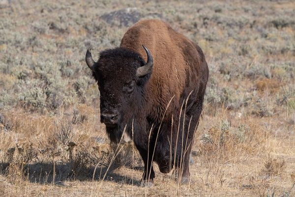 Hopkins, Cindy Miller 아티스트의 USA-Wyoming-Yellowstone National Park-Lamar Valley-American bison작품입니다.
